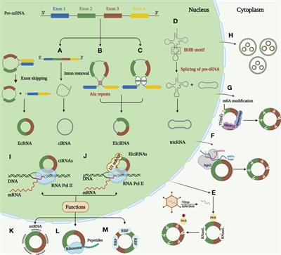 Roles of circRNA dysregulation in esophageal squamous cell carcinoma tumor microenvironment